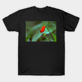 red flower in the garden T-Shirt